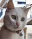 My cat
